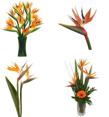 Bird Of Paradise Flower (400x400), Png Download