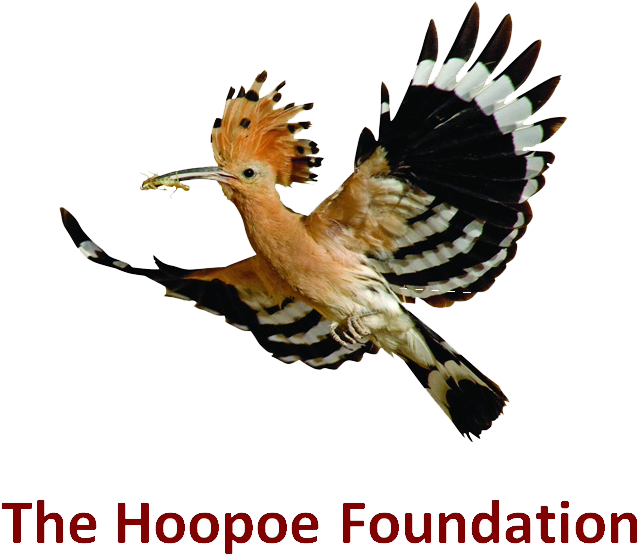 Hoopoe Bird (662x569), Png Download
