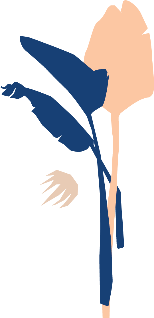 Bloomscape Bird Of Paradise - Illustration (924x1306), Png Download