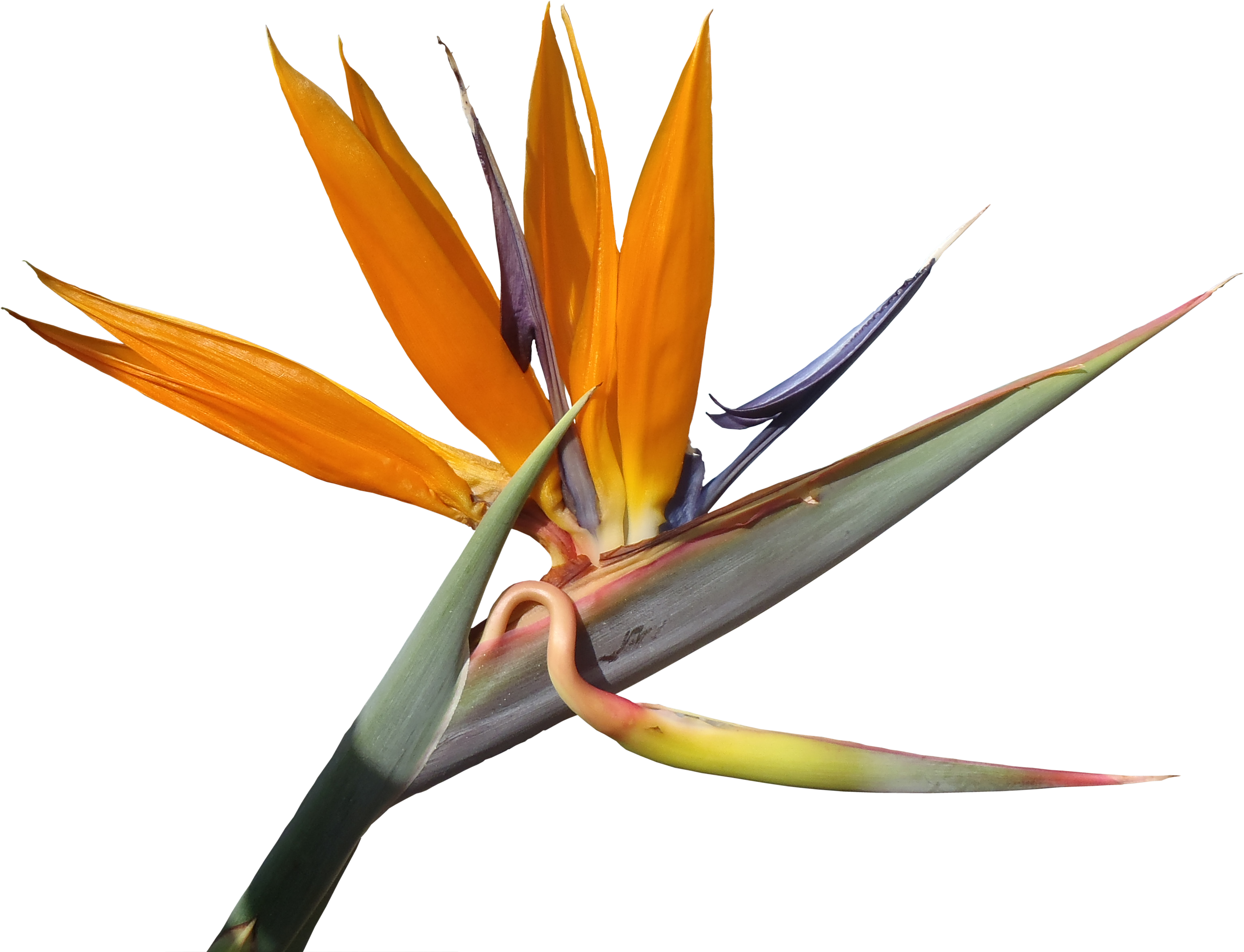 Strelitzia Flower Png - Bird Of Paradise Flower (3091x2365), Png Download