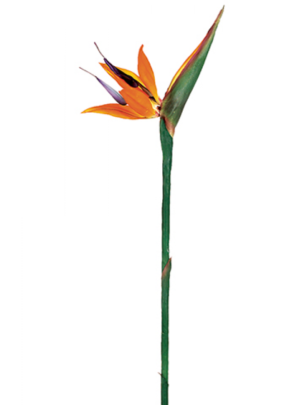 38" Large Bird Of Paradise Spray Orange - Silk Plants Direct Large Bird Of Paradise Spray - Orange (800x800), Png Download