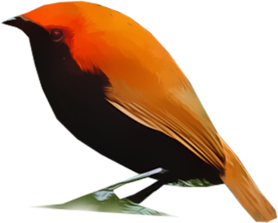 Crested Bird Of Paradise - Feather (400x400), Png Download