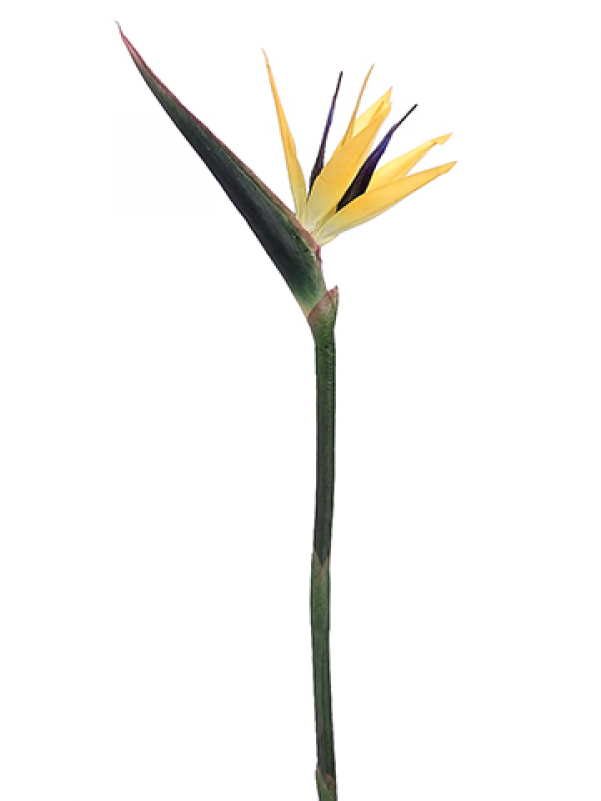 37" Bird Of Paradise Spray Yellow Purple - Bird Of Paradise (800x800), Png Download