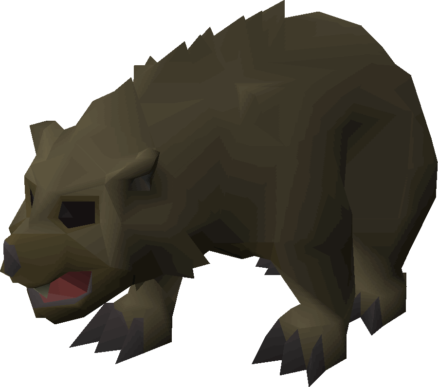Grizzly Bear Cub - Wiki (900x795), Png Download