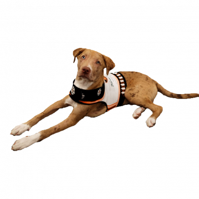 Limited Edition Tito's Dog Sweater - Tito's Vodka (410x410), Png Download