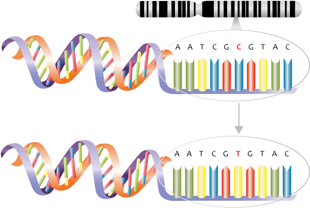 Single Nucleotide Polymorphism Substitution Mutation - Predictive And Presymptomatic Testing (711x483), Png Download