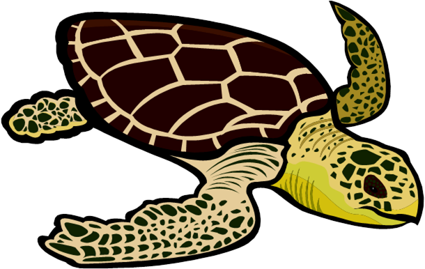 Leatherback Turtle Clipart Sea Turtles - Green Sea Turtle Clipart (634x385), Png Download