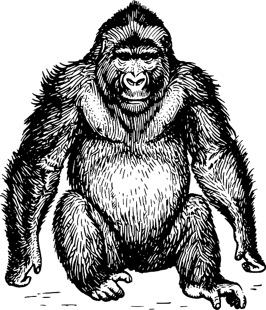 Ape, Wild, Sitting, Mammal, Hairy, Gorilla, Animal - Black And White Gorilla (549x640), Png Download