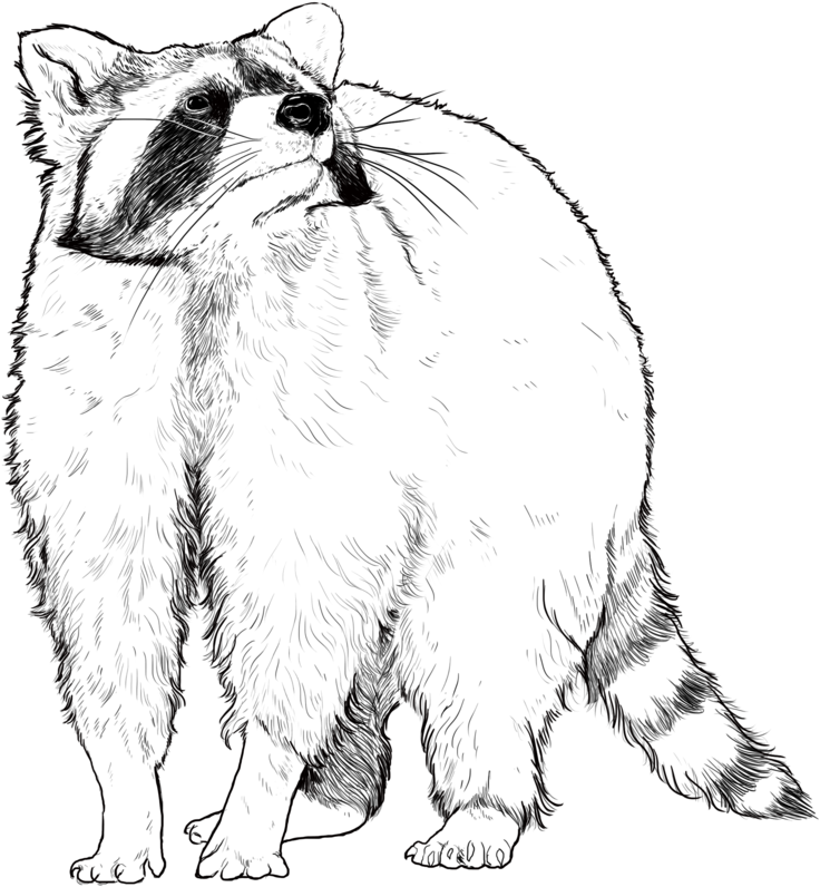 Raccoon (1000x1000), Png Download