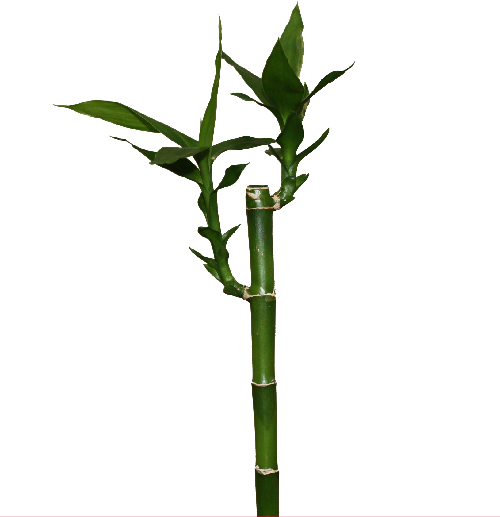 Lucky Recht - Lucky Bamboo Png (1630x1773), Png Download