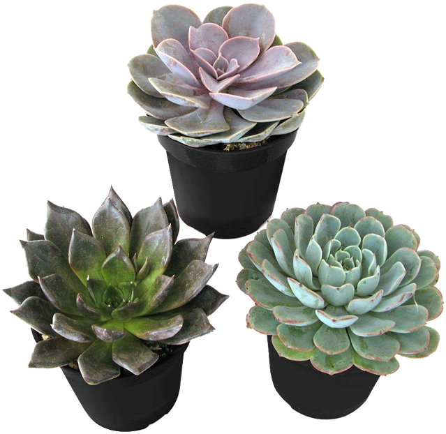 Succulents - Emma Chamberlain Inspired Outfits (500x500), Png Download