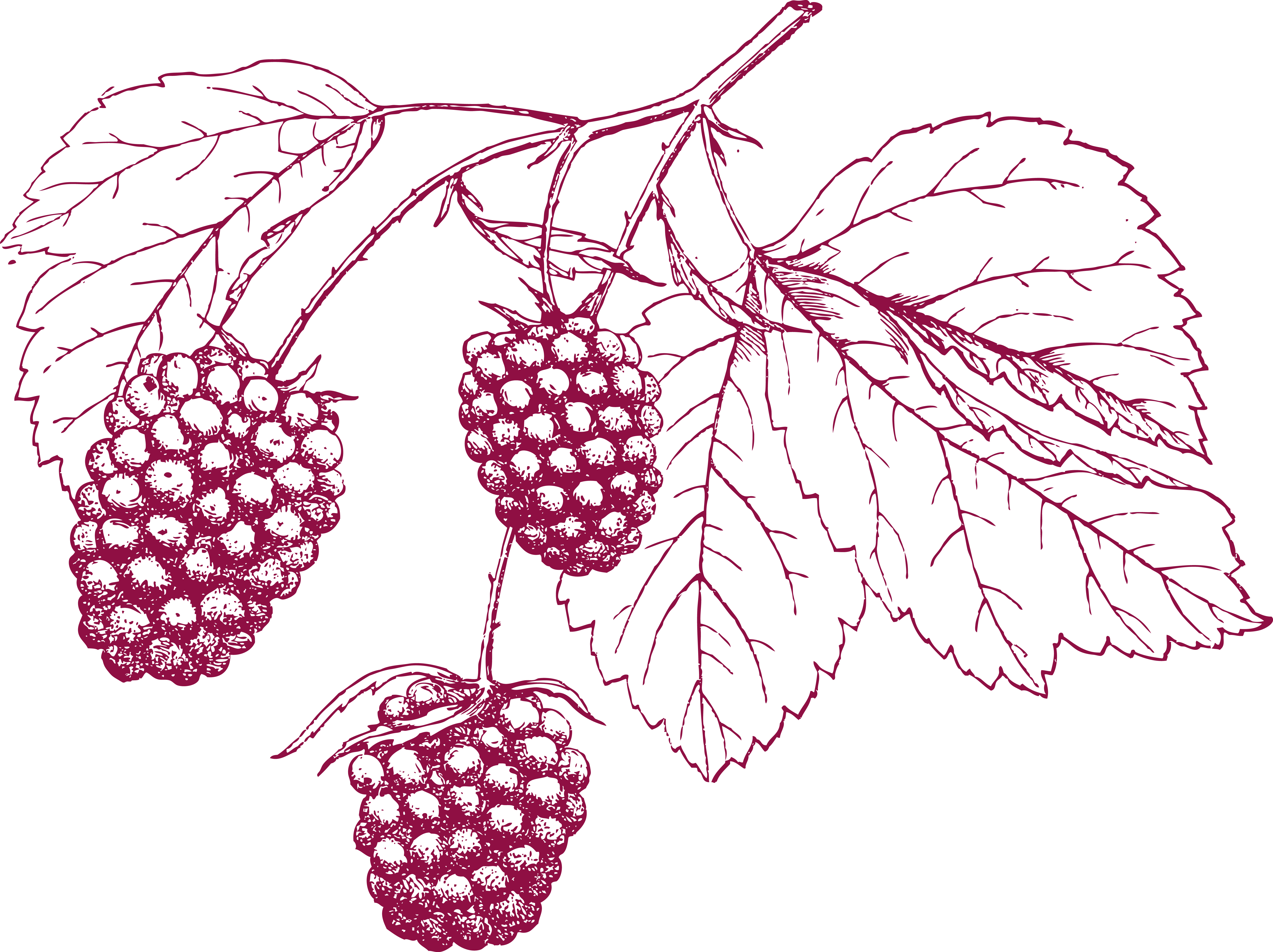 Clip Art Freeuse Stock Grape Pencil Cranberry Transprent - Buchstaben Beeren Leinwandbild - Retro - Q Leinwandbilder (6188x4628), Png Download