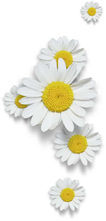 Oxeye Daisy (353x800), Png Download
