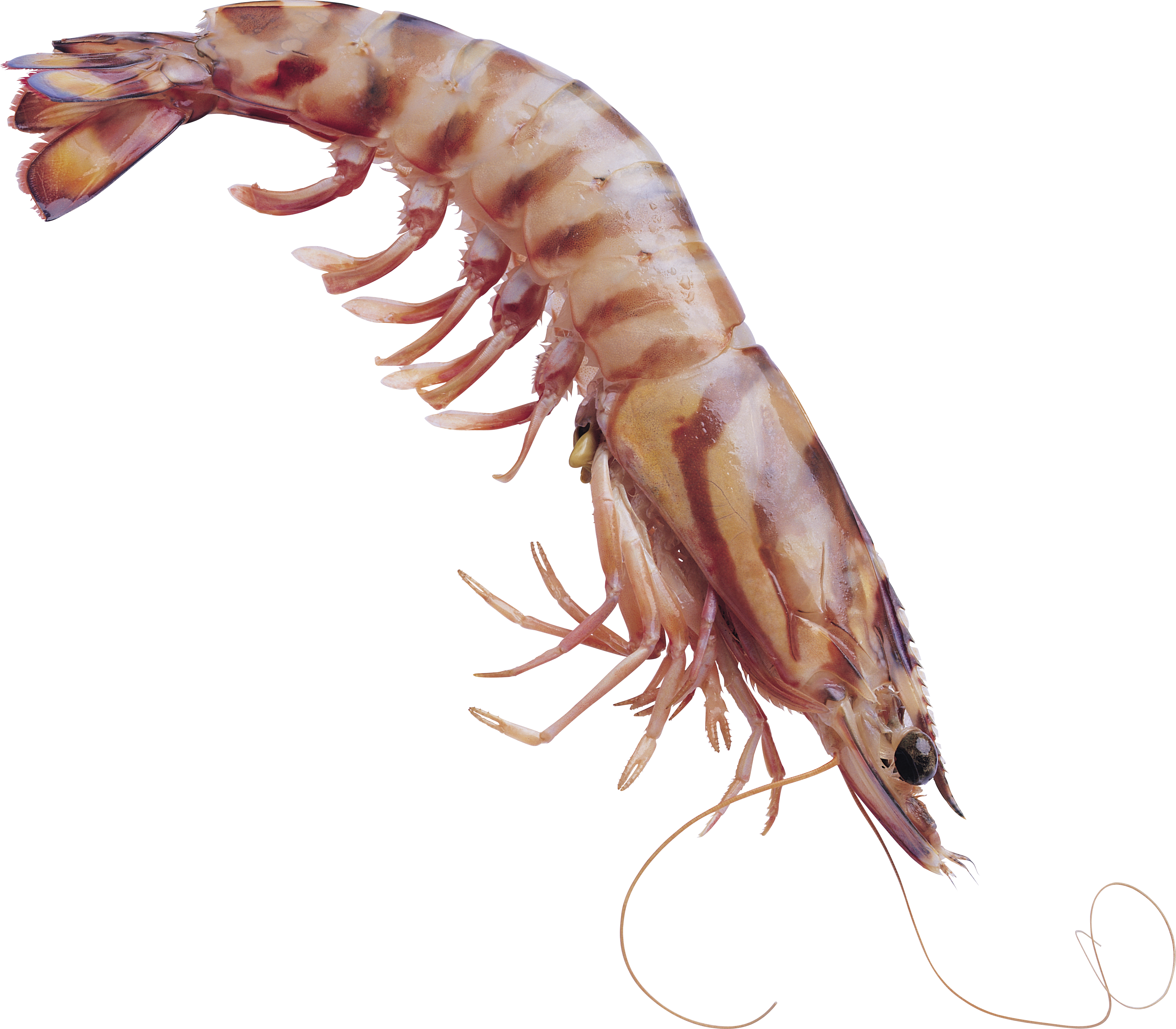Shrimps Png - Shrimp (4223x3697), Png Download