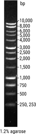 Promega 1kb Dna Ladder (640x440), Png Download
