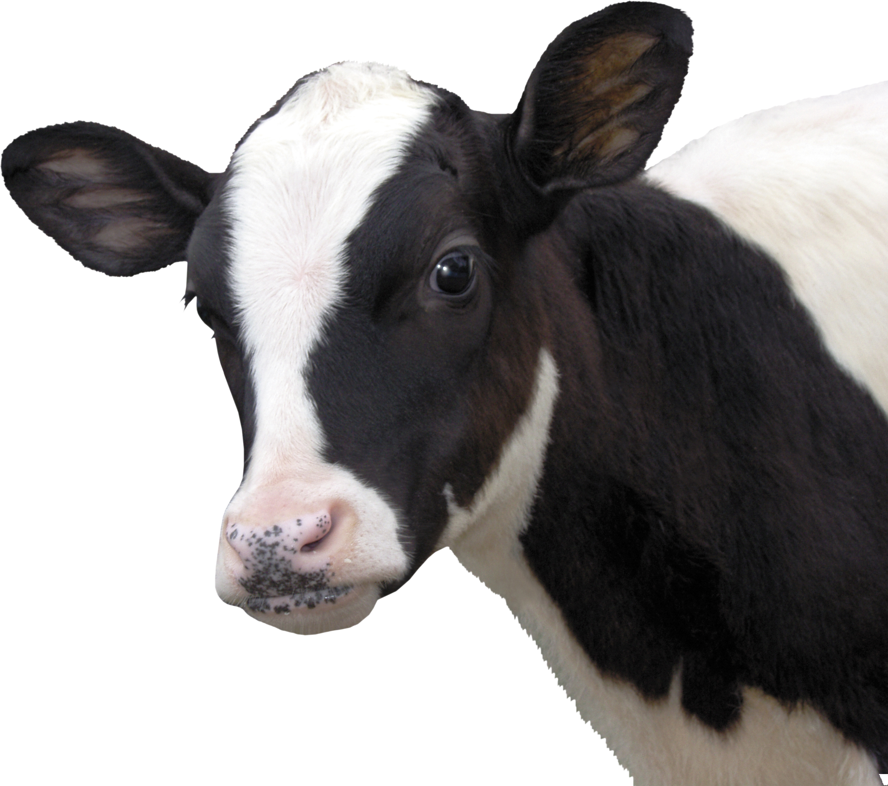 Cow Png Download - Cara De Vaca Png (2903x2567), Png Download