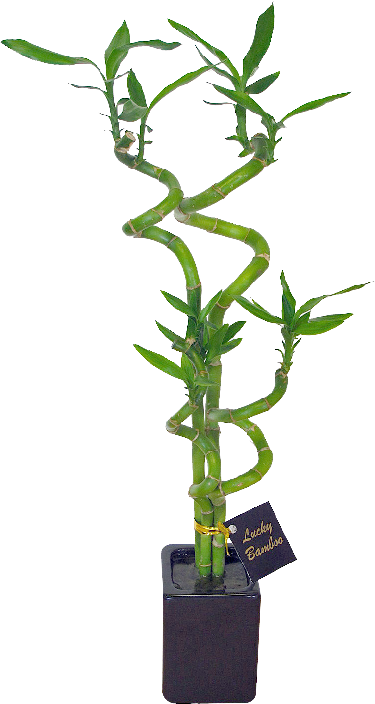 Go To Image - Lucky Bamboo Plant Nz (927x1470), Png Download