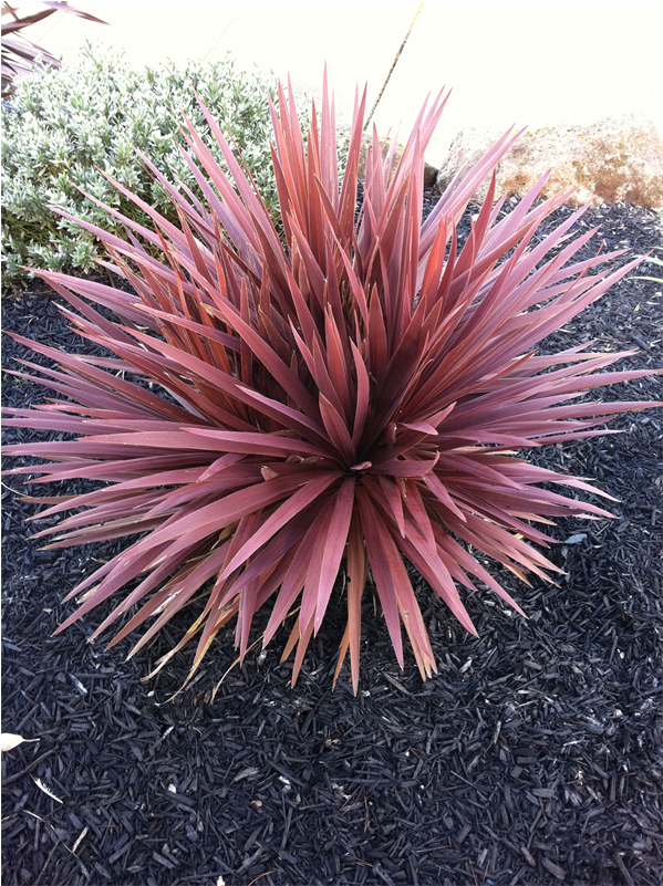 270mm Cordyline Red Star - Cordyline (800x800), Png Download