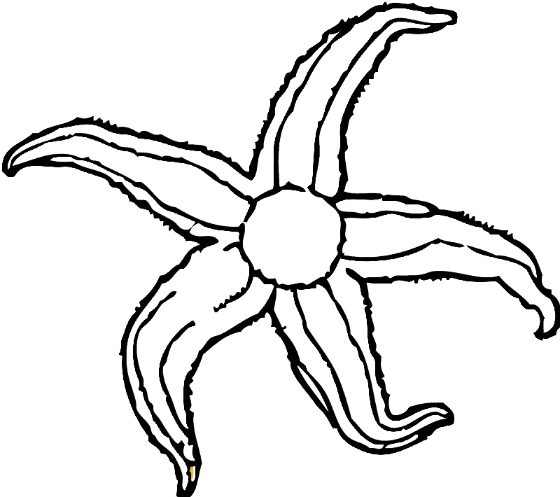 Starfish Clip Art (800x710), Png Download