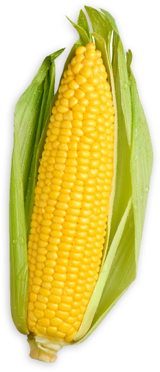 Genetically Modified Ingredients - Minnesota (233x539), Png Download