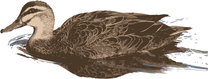 Pacific Blue Duck - Mallard (850x600), Png Download