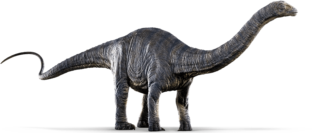 Apatosaurus - Dinosaur Apatosaurus (596x250), Png Download