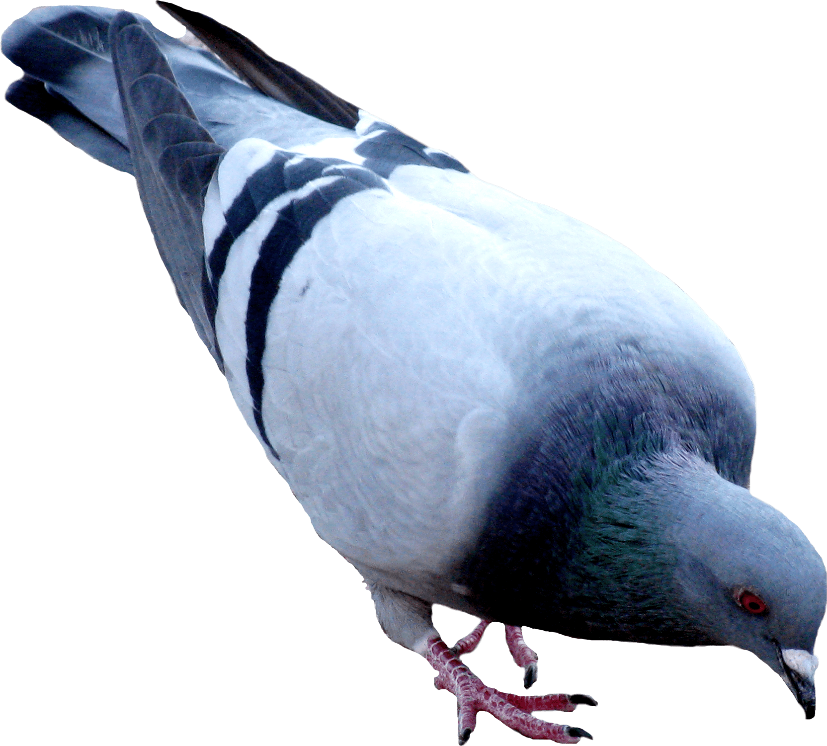 Street Pigeon Png Image - Pigeon Png (1664x1501), Png Download
