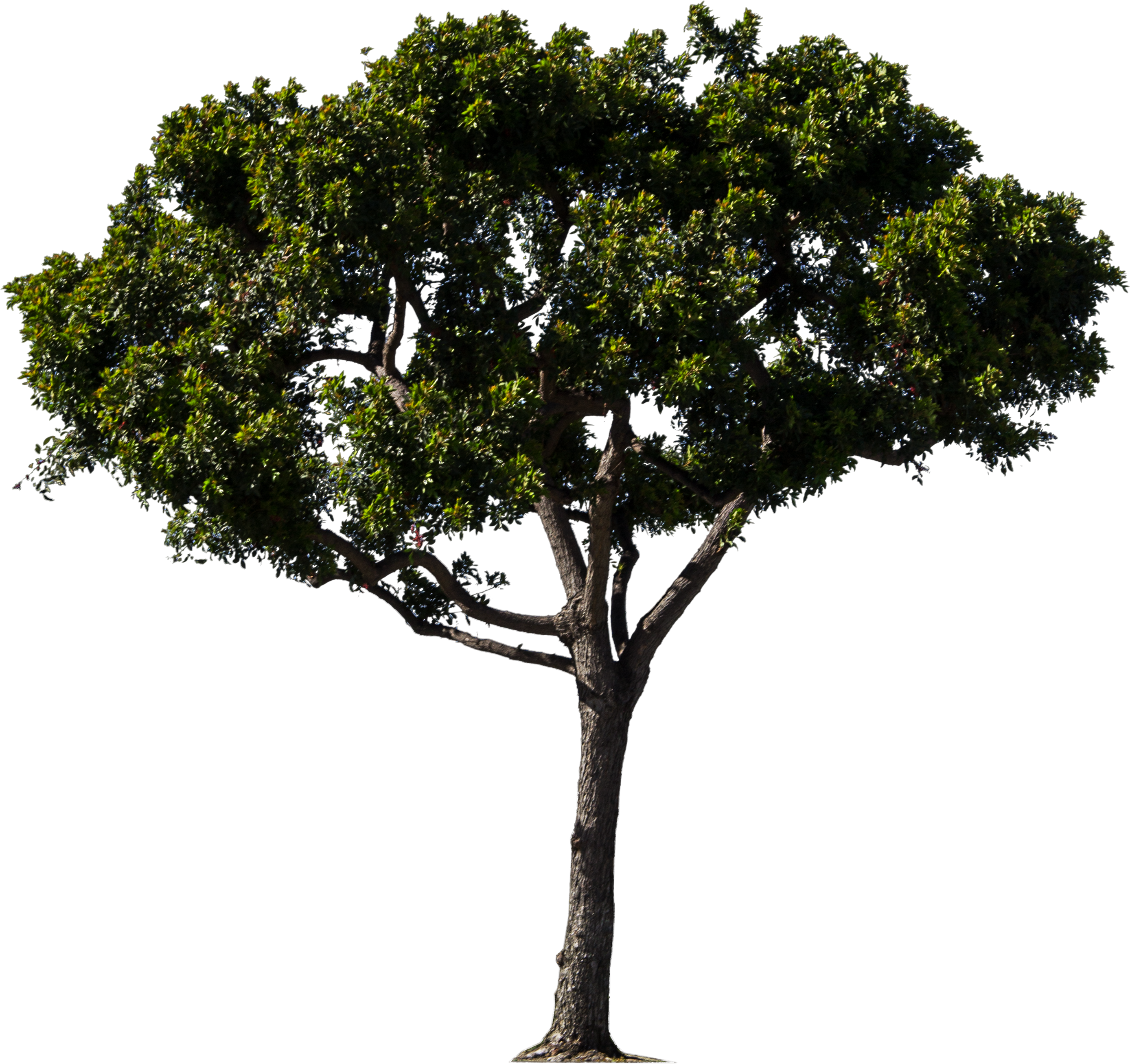Pine Trees Png Google (3372x3156), Png Download