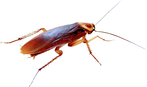 Cucaracha Png - Cucarachas Png (476x283), Png Download
