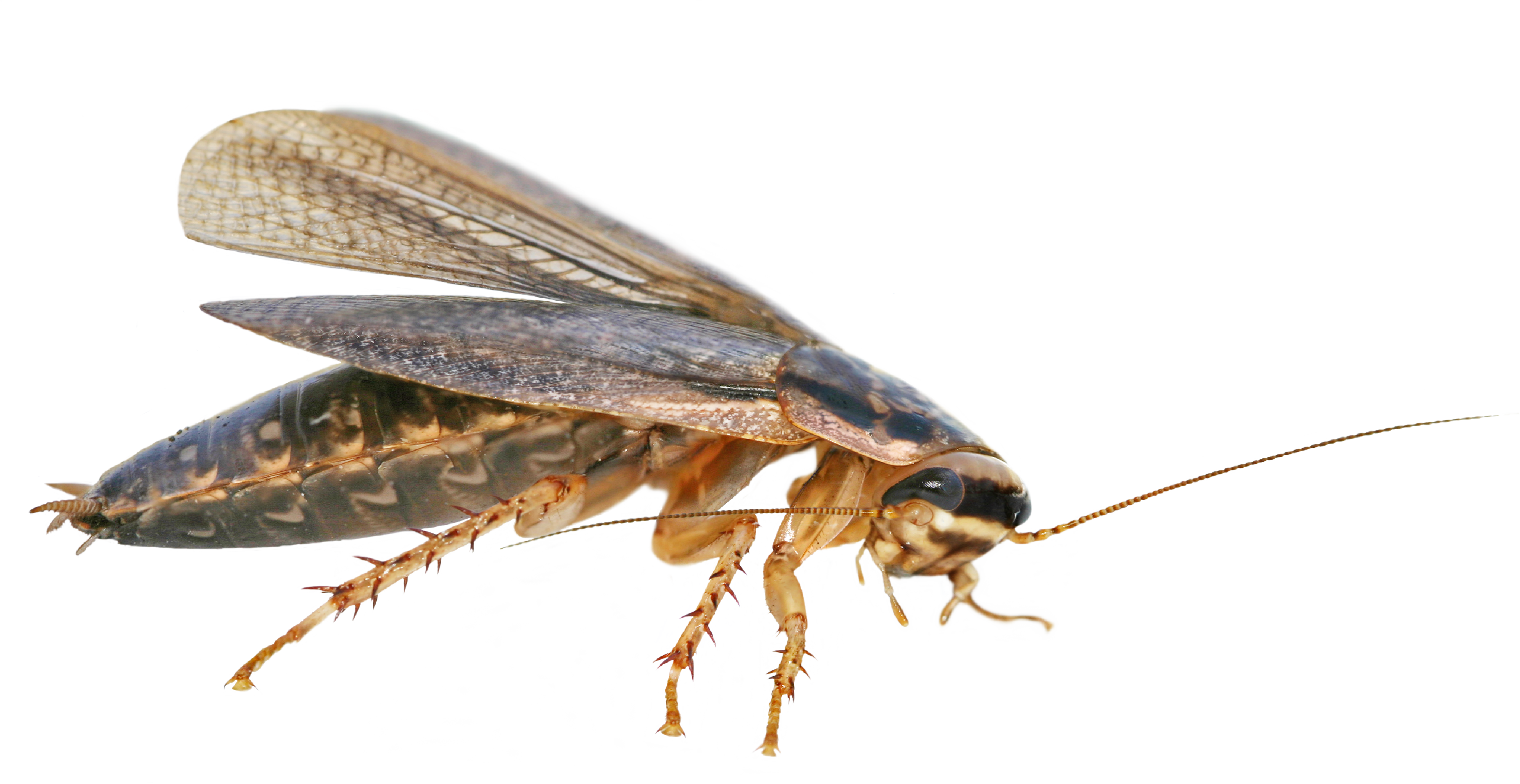 Cucaracha Americana - Cucaracha .png (5232x2700), Png Download