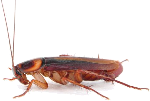 Qué Tipo De Plagas Solucionamos - Montessori Insect Animal Match Cards And Figurines. (600x400), Png Download