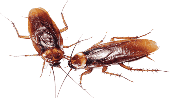 Cucaracha Americana - Cockroach Family Transparent Background (600x400), Png Download