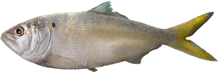 Brevoortia Gunteri - Pez En Png (850x377), Png Download