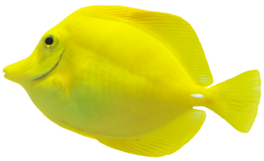 Fondo Burbujas Pez Pez - Coral Reef Fish (432x295), Png Download