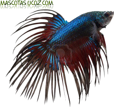 Pez Betta Png - Gourami Fish Price In India (400x360), Png Download
