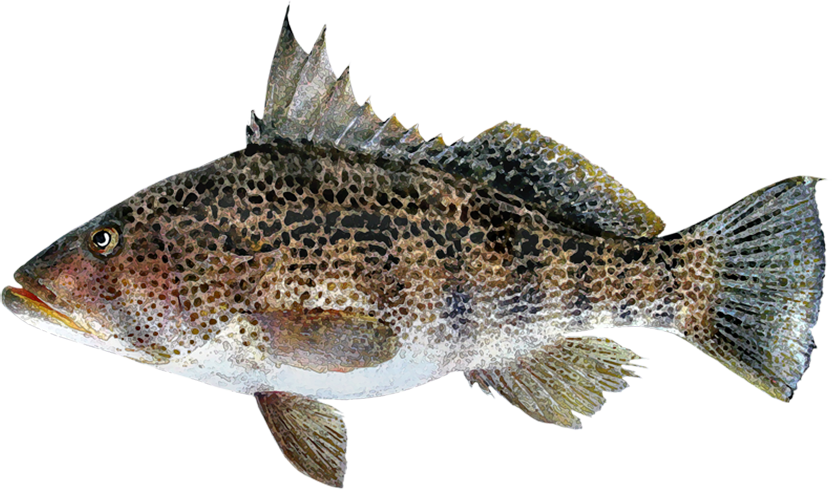 Paralabrax Maculatofasciatus - Small Spotted Sand Bass (832x490), Png Download