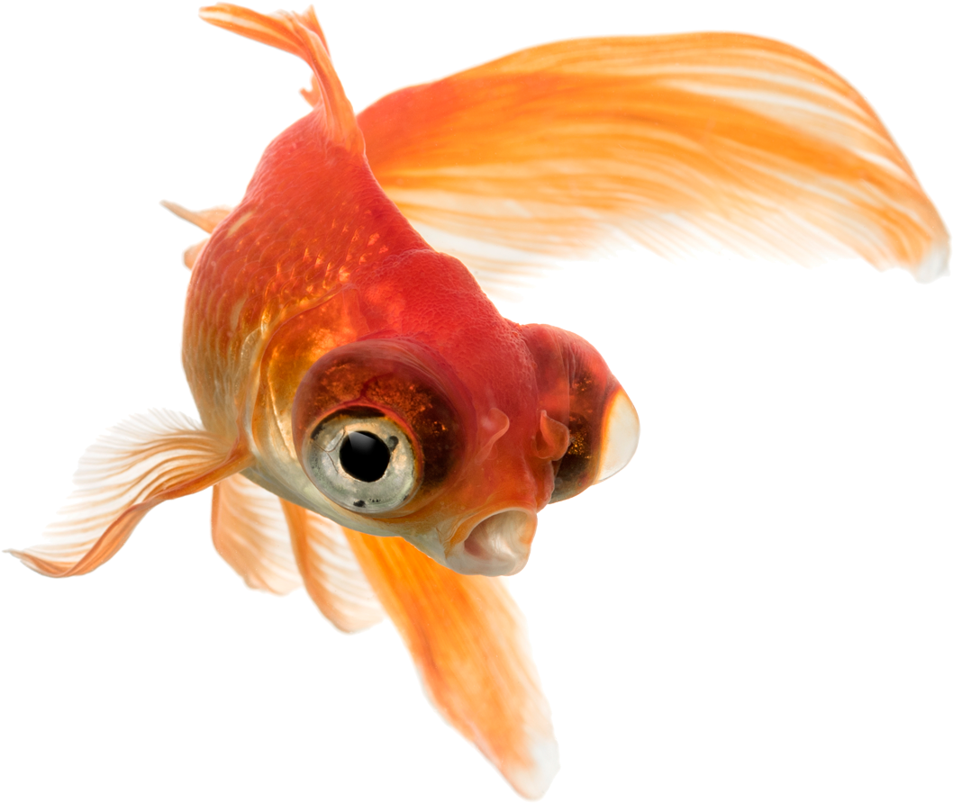 Pez Telescopio Aquatropolis Mallorca - Water (1200x940), Png Download