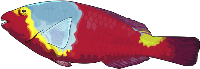 Vieja - Vieja Png (700x494), Png Download
