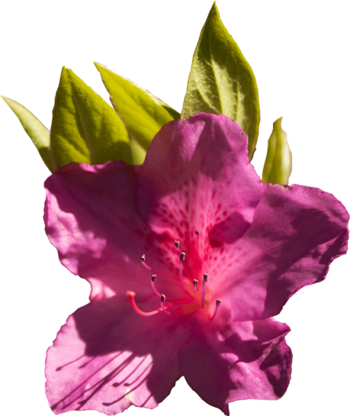 Azalea Celebration - Wral Azalea Garden (500x594), Png Download