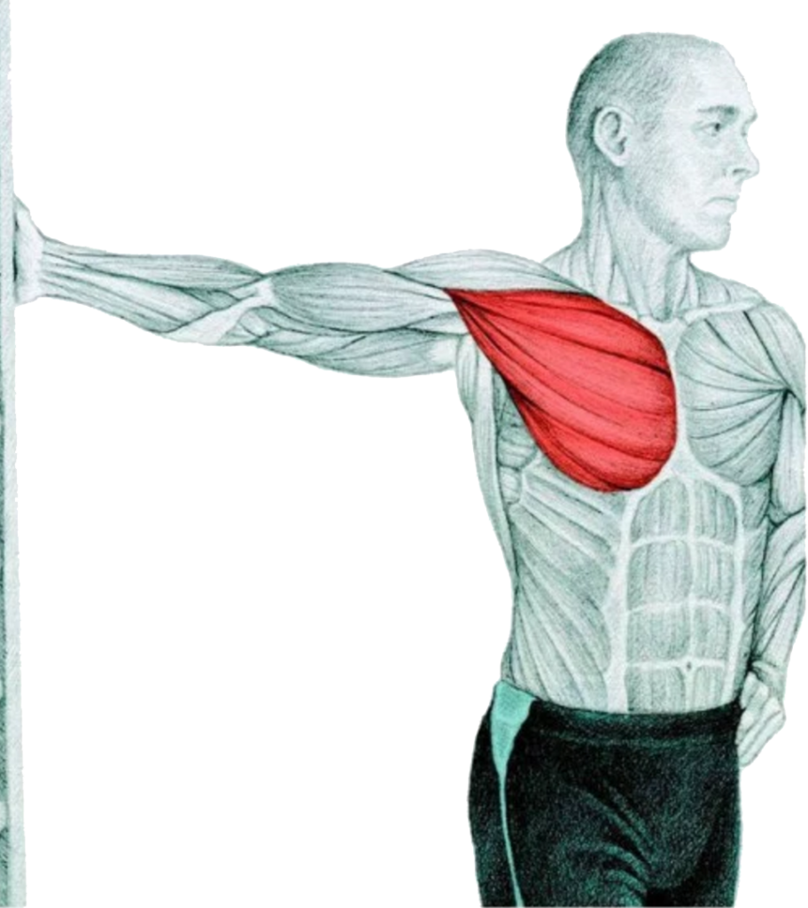 29 Myswimpro Stretch Chest Stretch At Wall - Chest Muscle Stretch (912x1024), Png Download