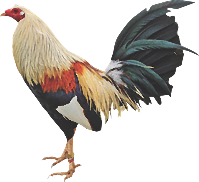 Download HD Gallo De Pelea Png - Imagenes De Gallos De Pelea Png