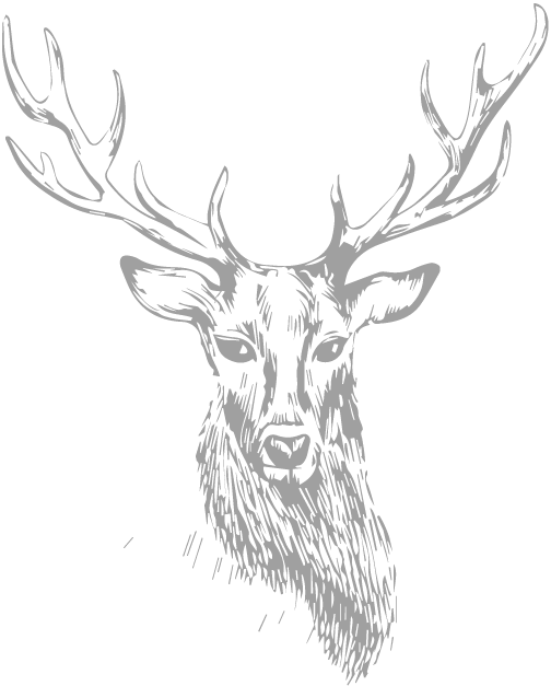 Stag - Drawing (504x627), Png Download