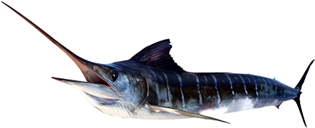 Marlin, Striped - Striped Marlin (484x257), Png Download
