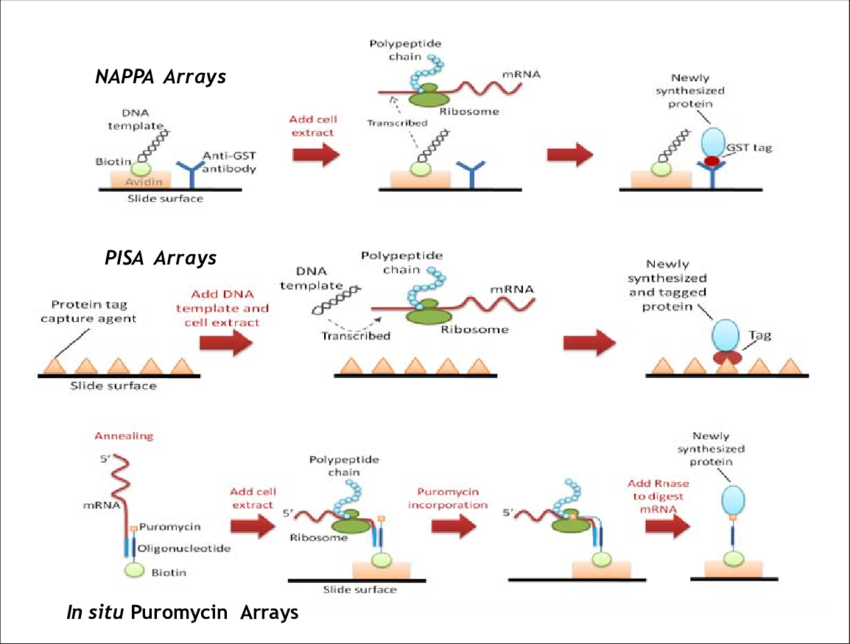Pisa Arrays, Nappa Arrays And In Situ Puromycin - Nappa Array (850x644), Png Download