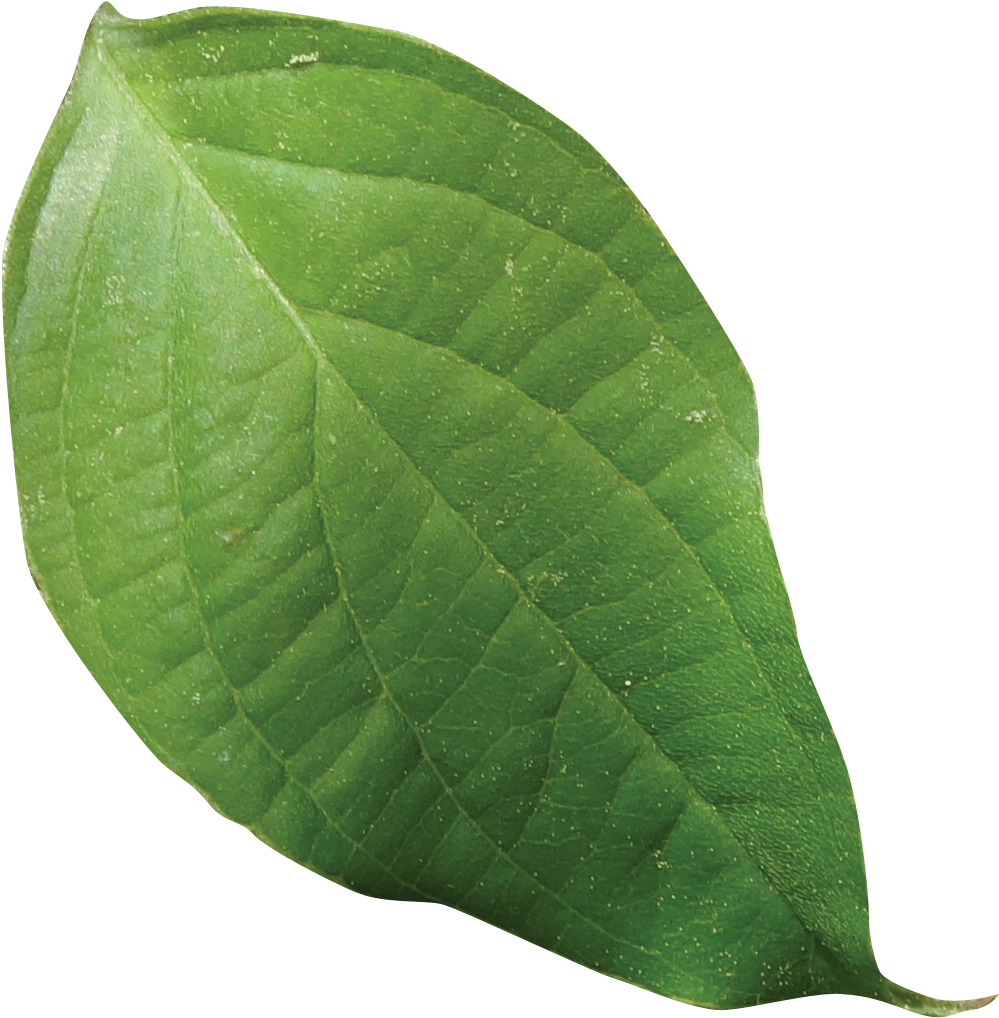Simple - Saman (1082x1114), Png Download