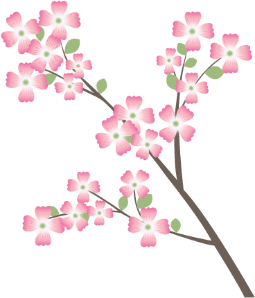 Dogwood - Cherry Blossom (378x440), Png Download