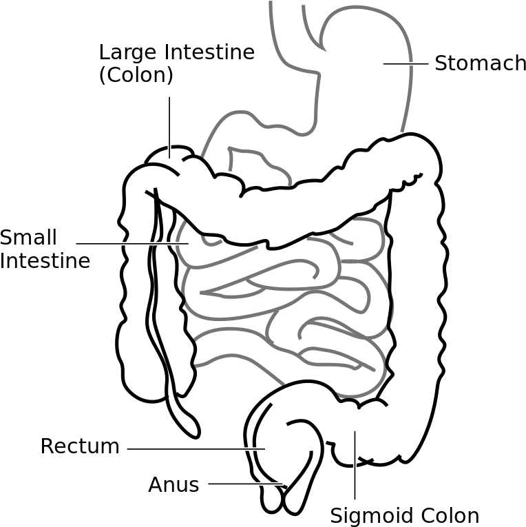 Large Intestine And Small Intestine Diagram (793x768), Png Download