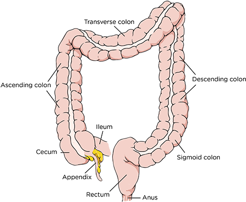 Parts Of The Colon - Colon Resection (500x407), Png Download