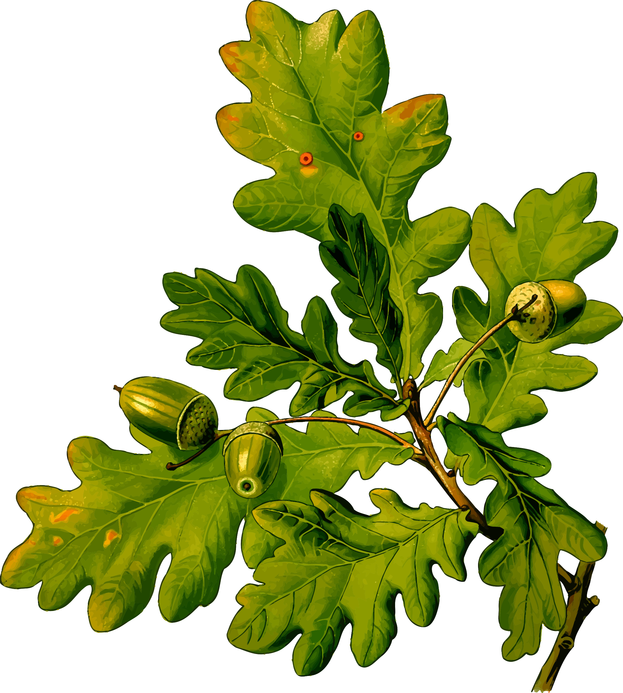 This Free Icons Png Design Of English Oak (2157x2400), Png Download