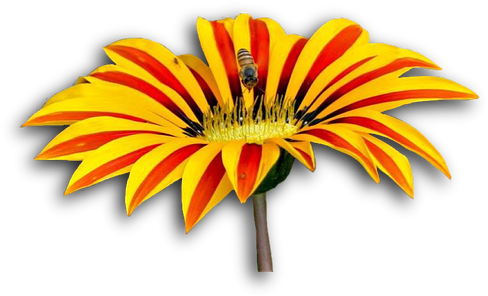 Peel N Stick Poster Of Bee Png Flower Isolated Poster - African Daisy (540x720), Png Download